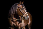 Hendrixx modeling for Dennis Moreland Tack (photo © have.dog)