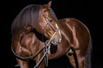 Hendrixx modeling for Dennis Moreland Tack (photo © have.dog)